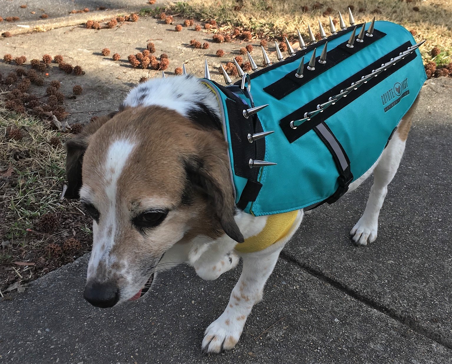 coyote safety vest for dogs