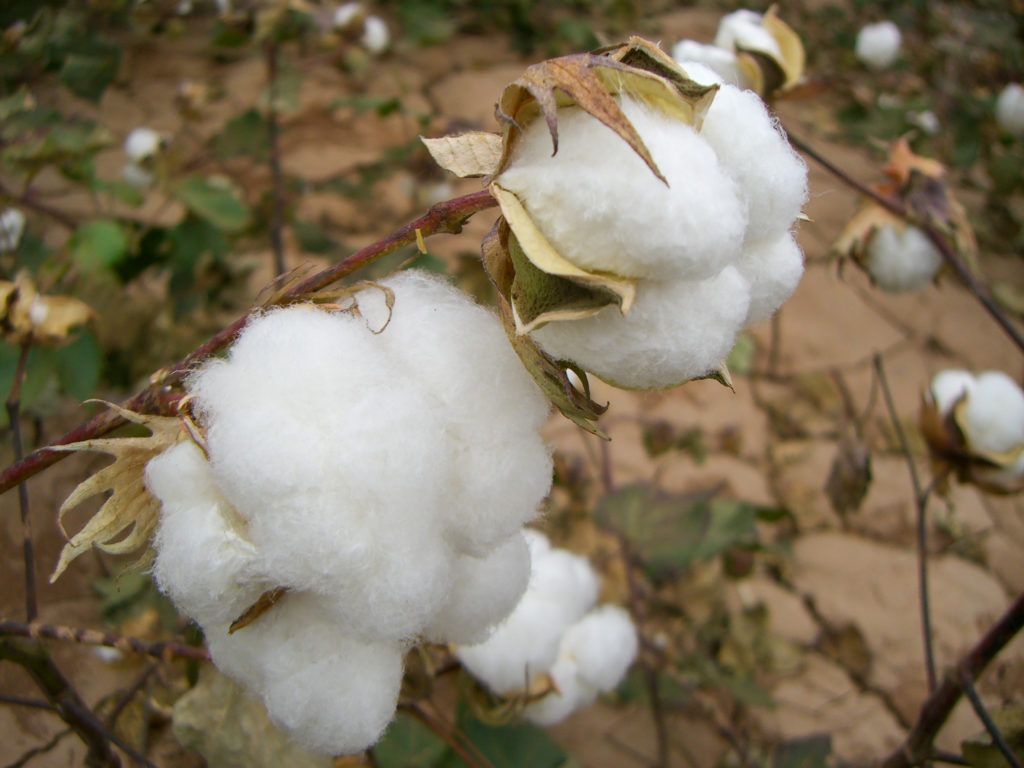 Reports indicate that cotton from the Xinjiang region in China is picked by the Uyghurs and other ethnic groups who are victims of forced labor.