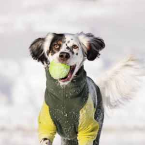 Is your dog ready to tackle this cold weather?