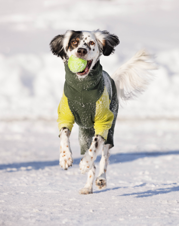 Dog Days of Winter? Goldpaw Series Has You Covered.