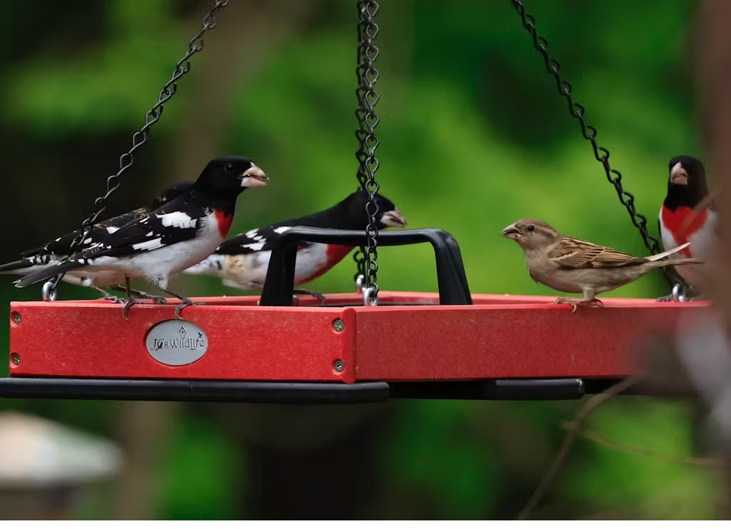 For our Fine Feathered Friends, American-made Gathering Spots to Hang Outside Your Home