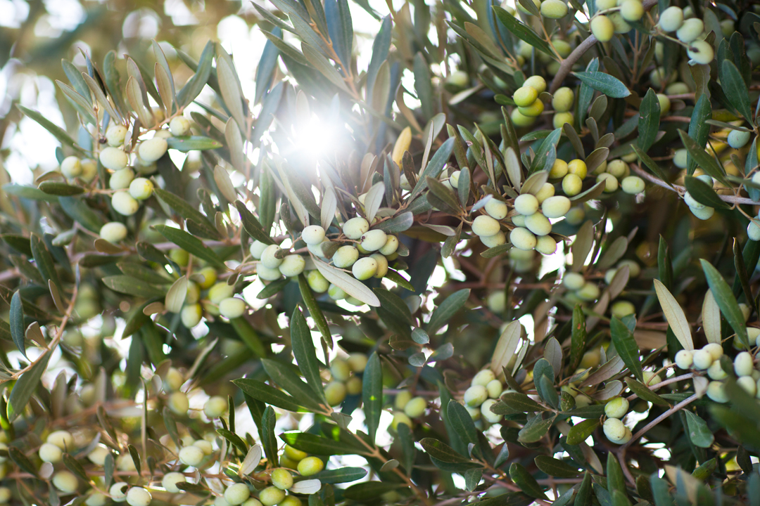 This California Olive Oil Producer is Proving Made in America Tastes Great