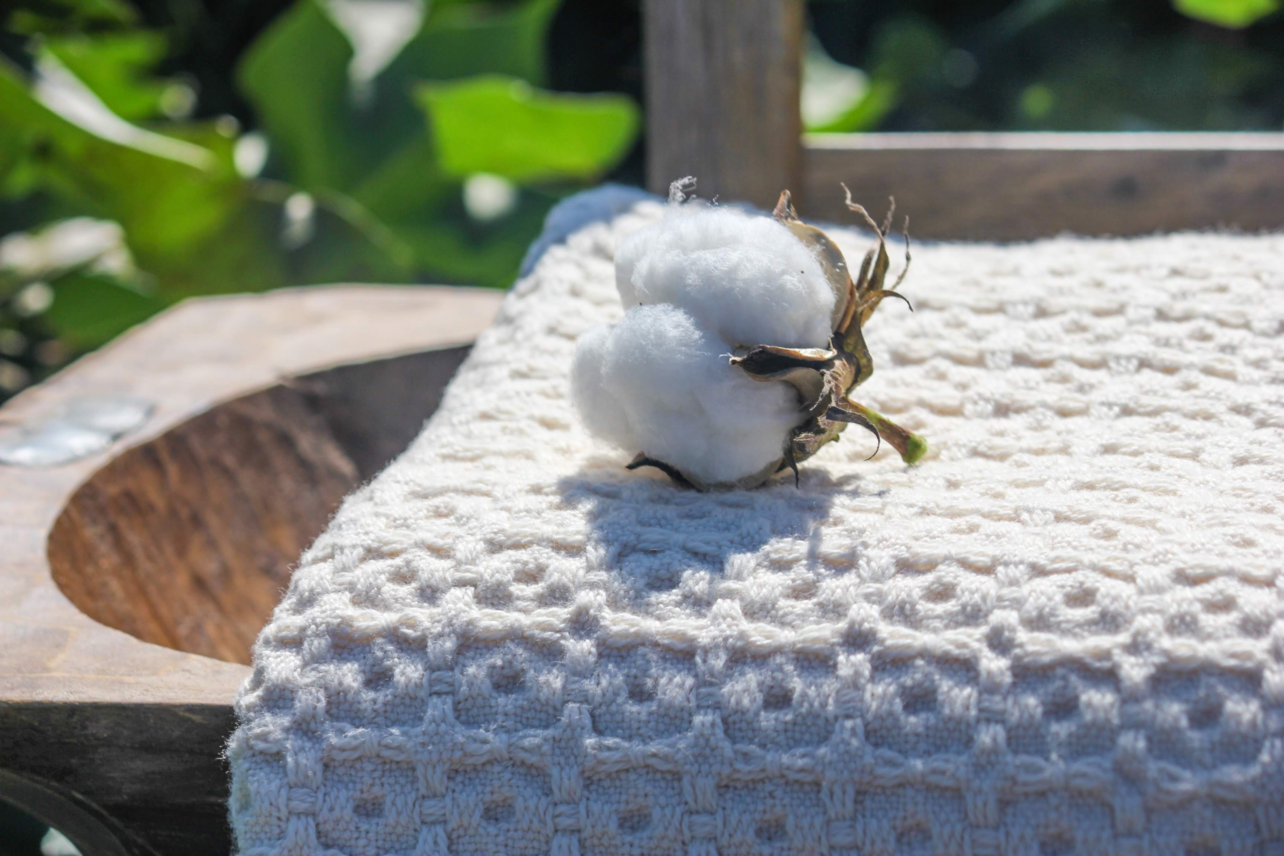 This Family Farm Turns its Homegrown Cotton into an Entire Line of Consumer Fabrics