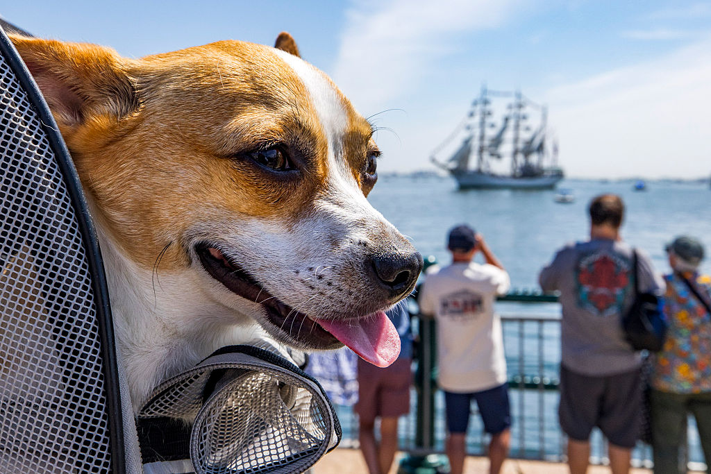 Help Fido Celebrate National Dog Day with American-made Pet Products